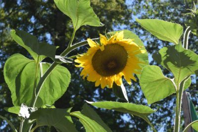 August - Sunflowers