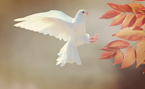 Dove of peace