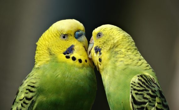 Kissing birds