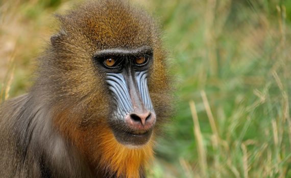 Mandrill monkey