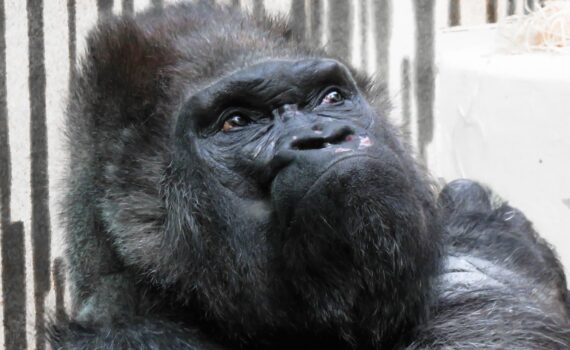 Mature gorilla