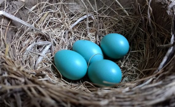 May - Bird nest with eggs