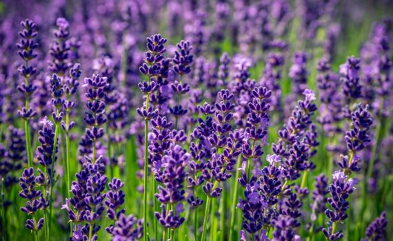 Purple flowers