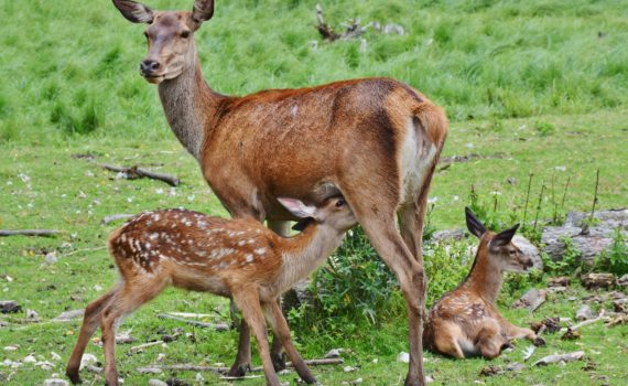 Young deer