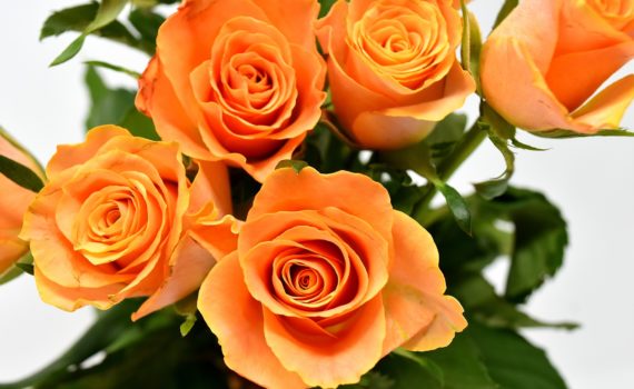 Rose orange