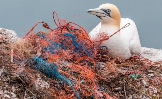 Pollution, a global problem.