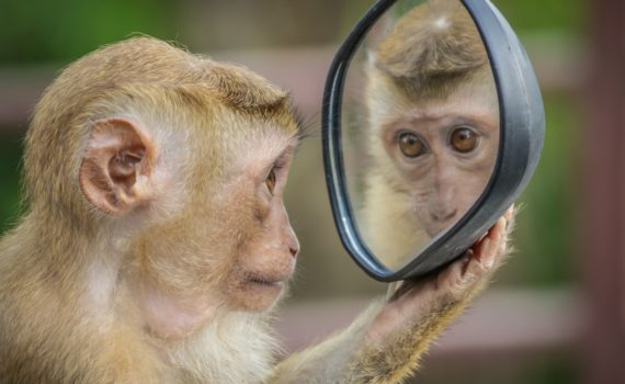 Mirror monkey