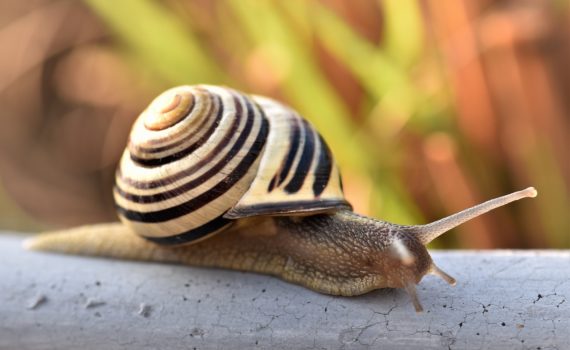 Slow snail