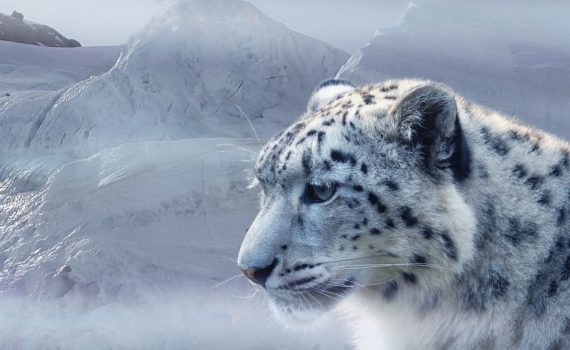 Snow leopard