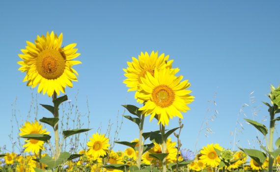 Sunflowers