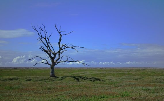 Lonely tree